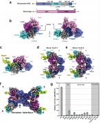 中国科学家揭示外源核酸诱导的原核生物短Ago蛋白系统发挥功能的分子机理