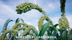 丰收有我丨小米飘香，在古老作物中寻找丰收“良方”